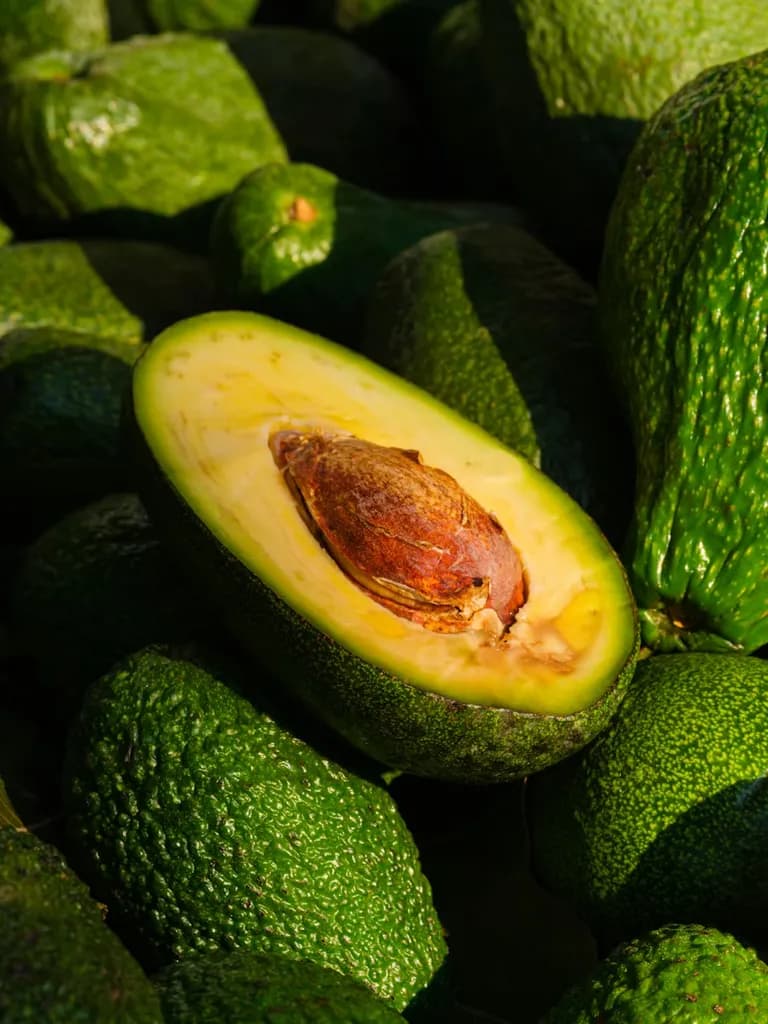 avocado3